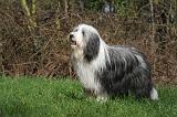 BEARDED COLLIE 337